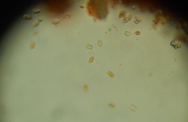 da determinare (Hyphodermella corrugata)